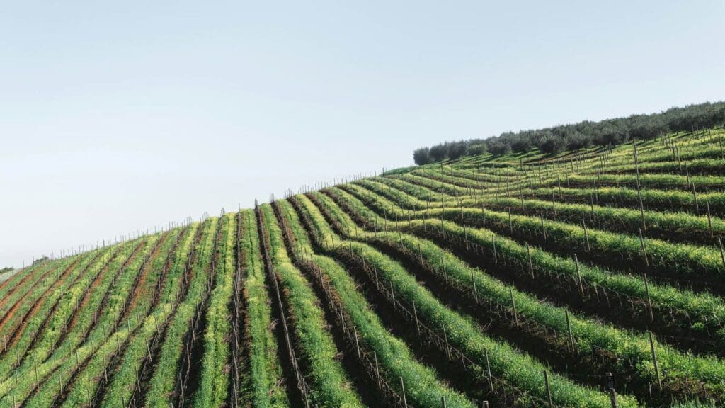 Visit Napa Valley, one of the premier US destinations
